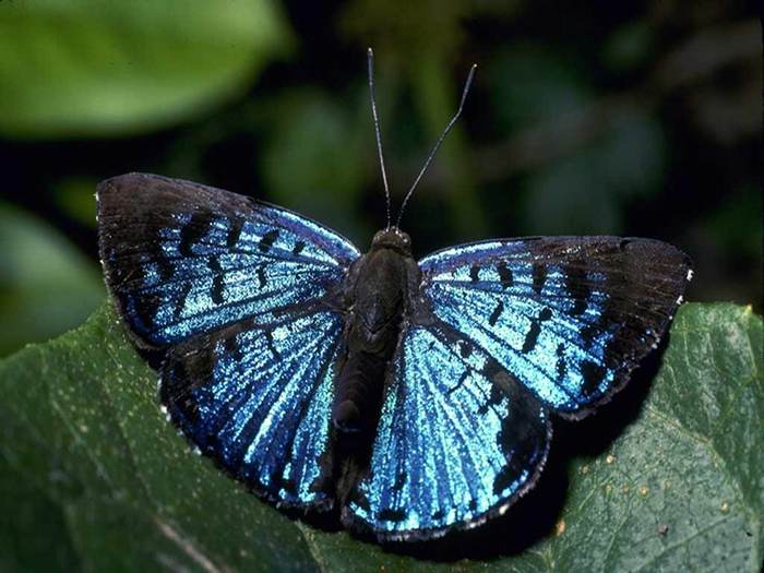 butterfly18 (700x525, 54Kb)